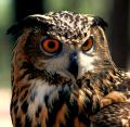 African Eagle Owl